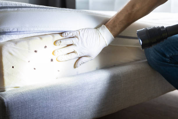 Wasp Removal Services in Richland, MS