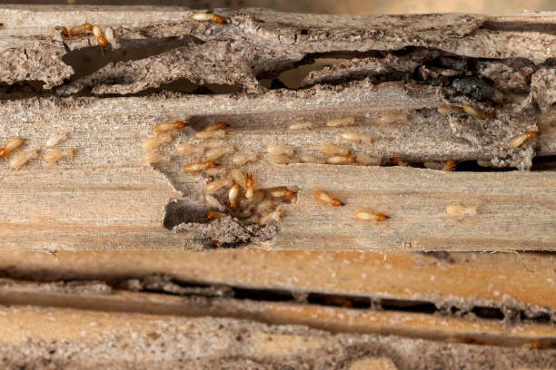 Best Wildlife Control Services  in Richland, MS